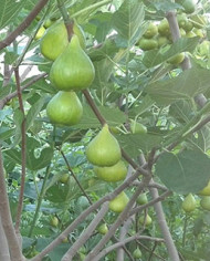 Bio Feigenbaum Saleeb Caprifig (*)