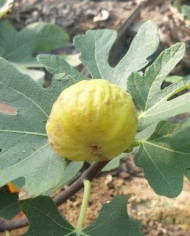 Bio Feigenbaum Saint Pierre (*) Bio Feigenbaum Saint Pierre (*)