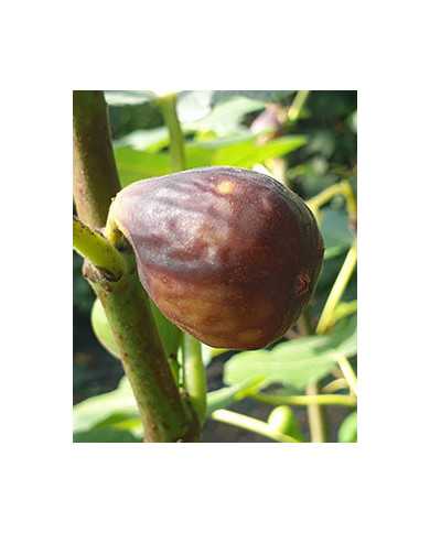 biofeigenbaumsal´sfig