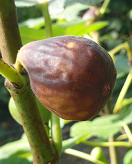 biofeigenbaumsal´sfig