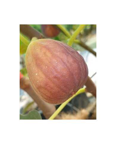 Bio Feigenbaum Sal´s Fig (**)
