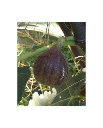 biofeigenbaumsalemdark