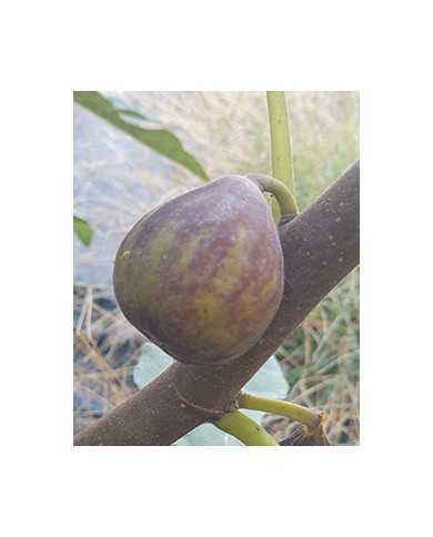 Bio Feigenbaum Salem Dark (**)