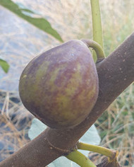 Bio Feigenbaum Salem Dark (**)