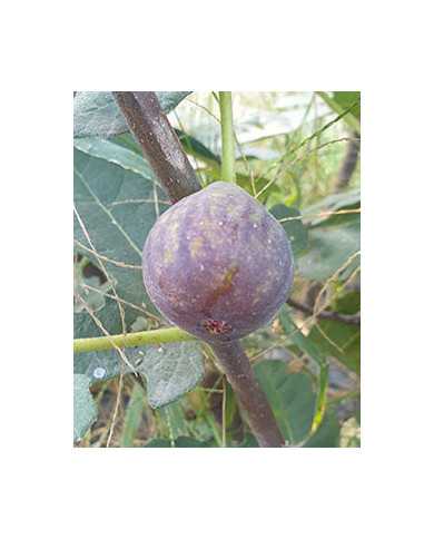 Bio Feigenbaum Salem Dark (**)