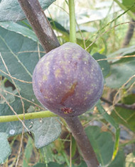 Bio Feigenbaum Salem Dark (**)