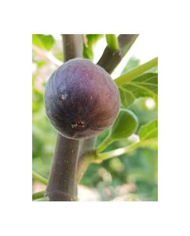 Bio Feigenbaum Salem Dark (**)