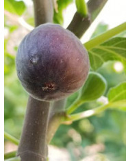 Bio Feigenbaum Salem Dark (**)