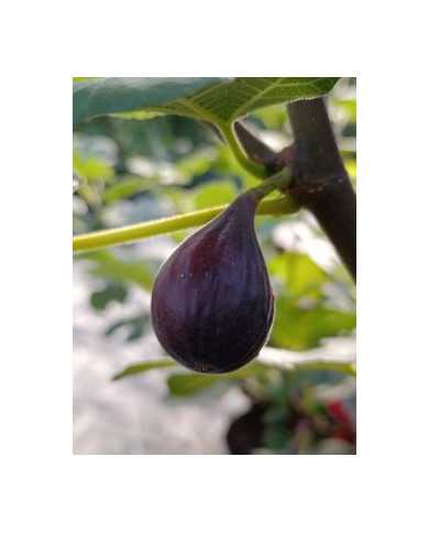 Bio Feigenbaum Salem Dark (**)