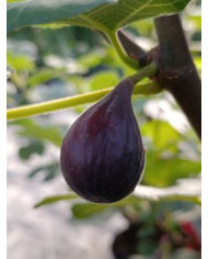 Bio Feigenbaum Salem Dark (**)