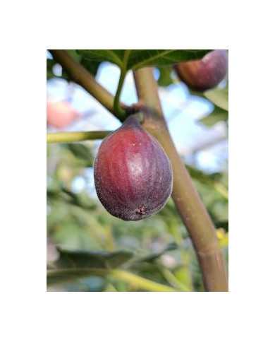 Bio Feigenbaum Salem Dark (**)