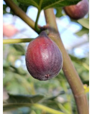 Bio Feigenbaum Salem Dark (**)