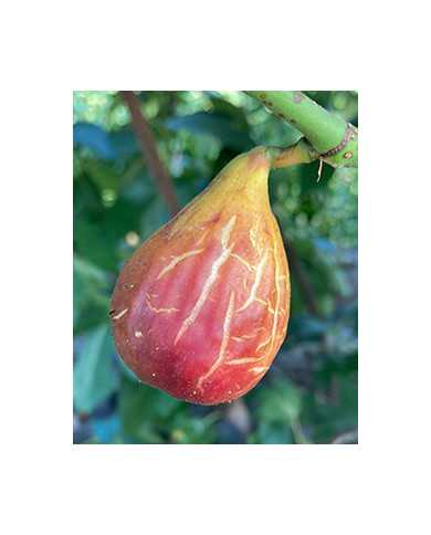 biofeigenbaumsamsun biofeigenbaumsamsun