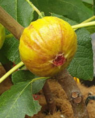 biofeigenbaumsanmango