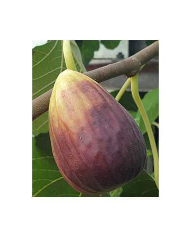 biofeigenbaumsanpiero