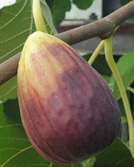 biofeigenbaumsanpiero