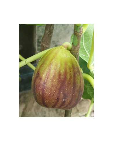 Bio Feigenbaum San Piero (*)