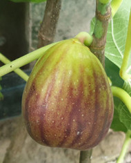 Bio Feigenbaum San Piero (*)