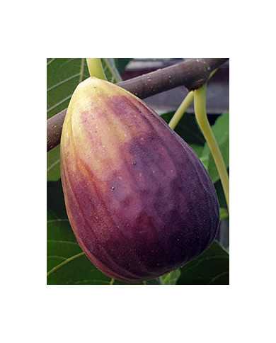 Bio Feigenbaum San Piero (*)