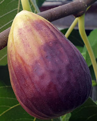 Bio Feigenbaum San Piero (*)