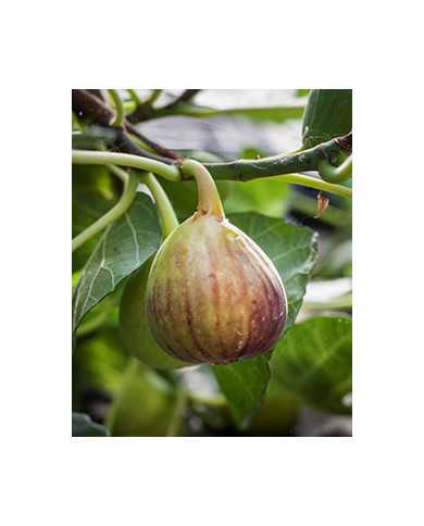 Bio Feigenbaum San Piero (*)