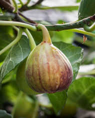 Bio Feigenbaum San Piero (*)