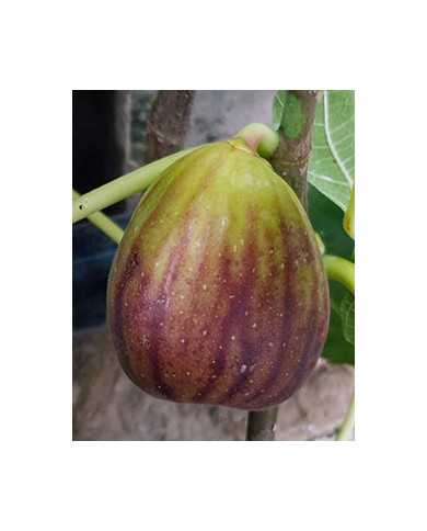 Bio Feigenbaum San Piero (*)