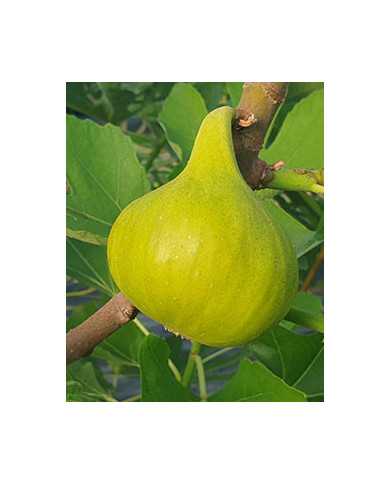 biofeigenbaumsequoia