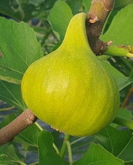 biofeigenbaumsequoia