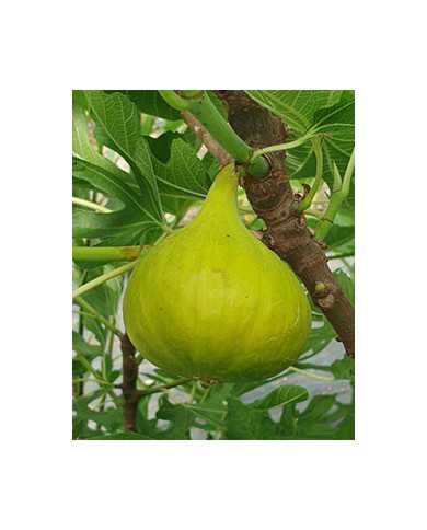 Bio Feigenbaum Sequoia (***)