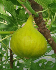 Bio Feigenbaum Sequoia (***)