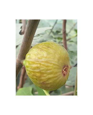 biofeigenbaumsicilianoverde biofeigenbaumsicilianoverde