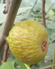 biofeigenbaumsicilianoverde