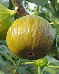 Bio Feigenbaum Siciliano Verde (*) Bio Feigenbaum Siciliano Verde (*)