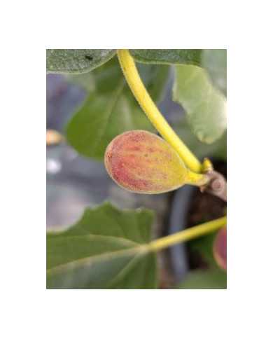 biofeigenbaumsmallvereya