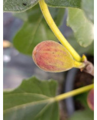 biofeigenbaumsmallvereya