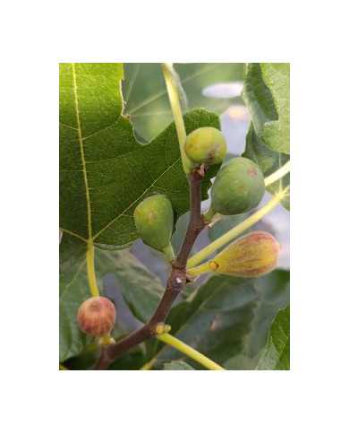 Bio Feigenbaum Small Vereya (*)