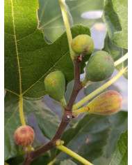 Bio Feigenbaum Small Vereya (*)