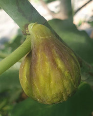 Bio Feigenbaum Smith (***)