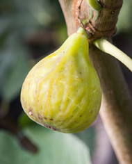 Bio Feigenbaum Smith (***)