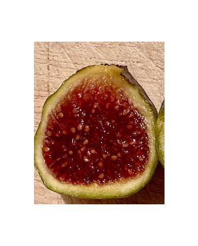 Bio Feigenbaum Smith (***)