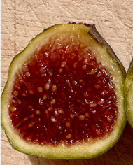 Bio Feigenbaum Smith (***)