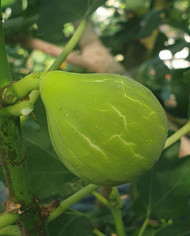 Bio Feigenbaum Smith (***)