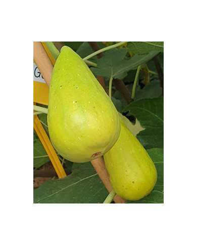 biofeigenbaumstanley'sdalmatian