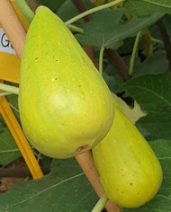 biofeigenbaumstanley'sdalmatian biofeigenbaumstanley'sdalmatian