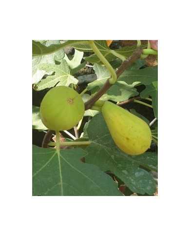 Bio Feigenbaum Stanley's Dalmatian (*)