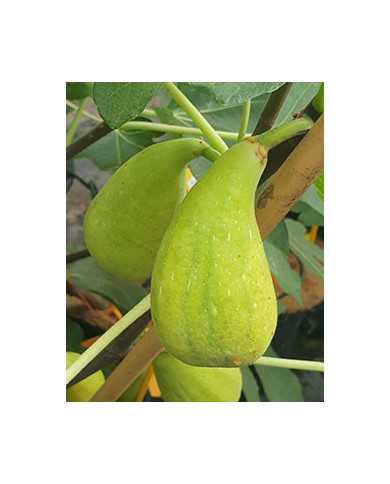 Bio Feigenbaum Stanley's Dalmatian (*)