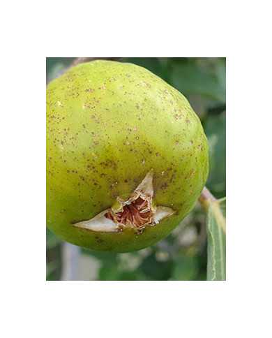 biofeigenbaumsucrette