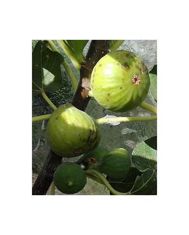 Bio Feigenbaum Sucrette (**)