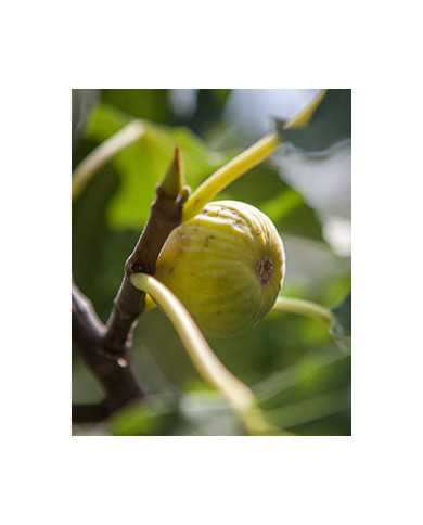 Bio Feigenbaum Sucrette (**)